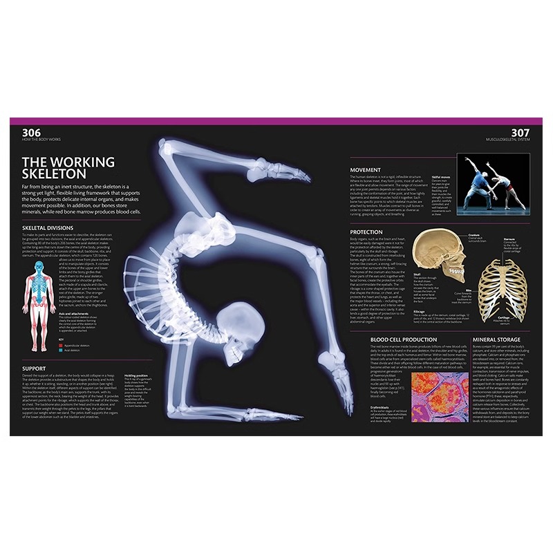 [正版]DK完整的人体权威的视觉指南 英文原版 The Complete Human Body The Definit高清大图