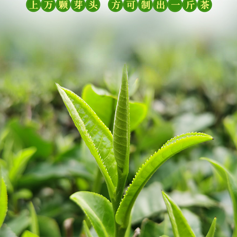 英红 英红九号 特级明前春茶公爵罐装 150g[25年春茶]高清大图