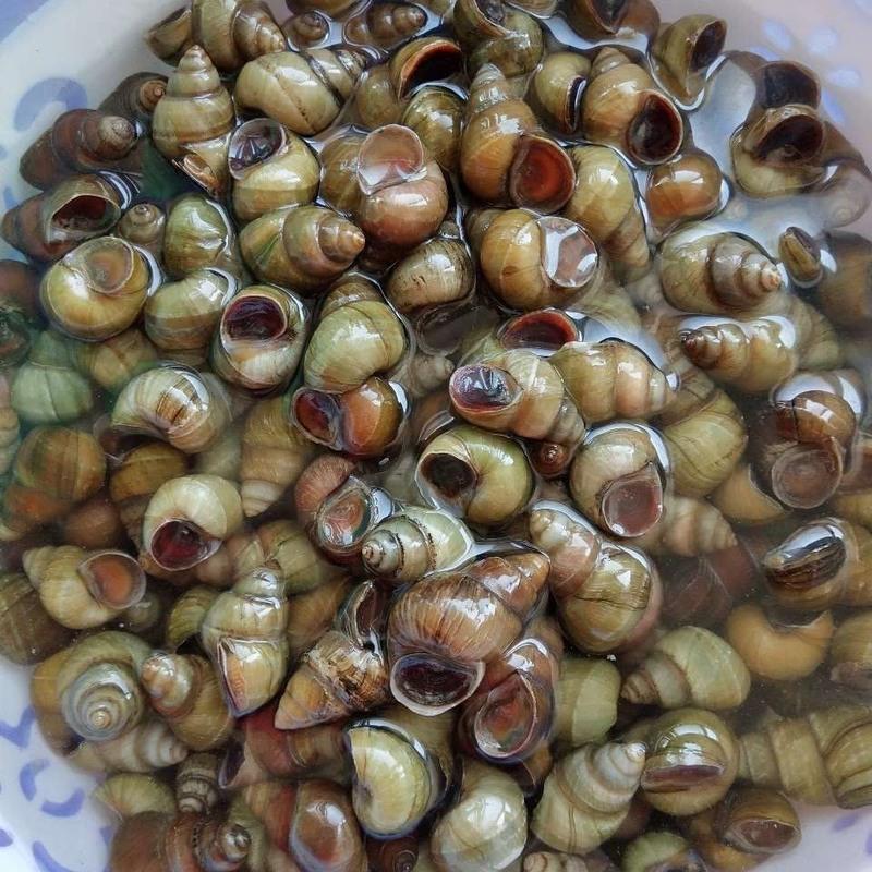 正宗微山湖田螺鲜活 螺丝 现捞 包活螺狮 生鲜三斤 均码