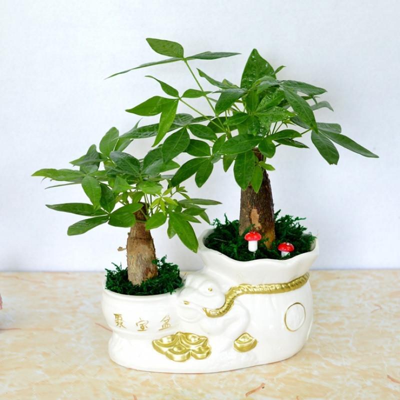 财树富贵竹盆栽绿植盆景 室内招财前台桌面防辐射盆栽