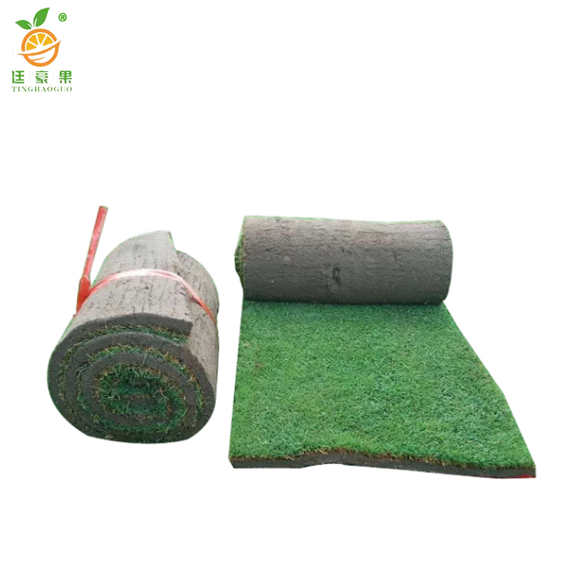 廷豪果 果岭草草坪 1平方米 /块高清大图