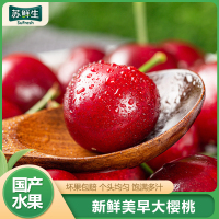 [苏鲜生]山东美早大樱桃 净重1.8斤装 XL级 应季车厘子 新鲜水果 应季水果1