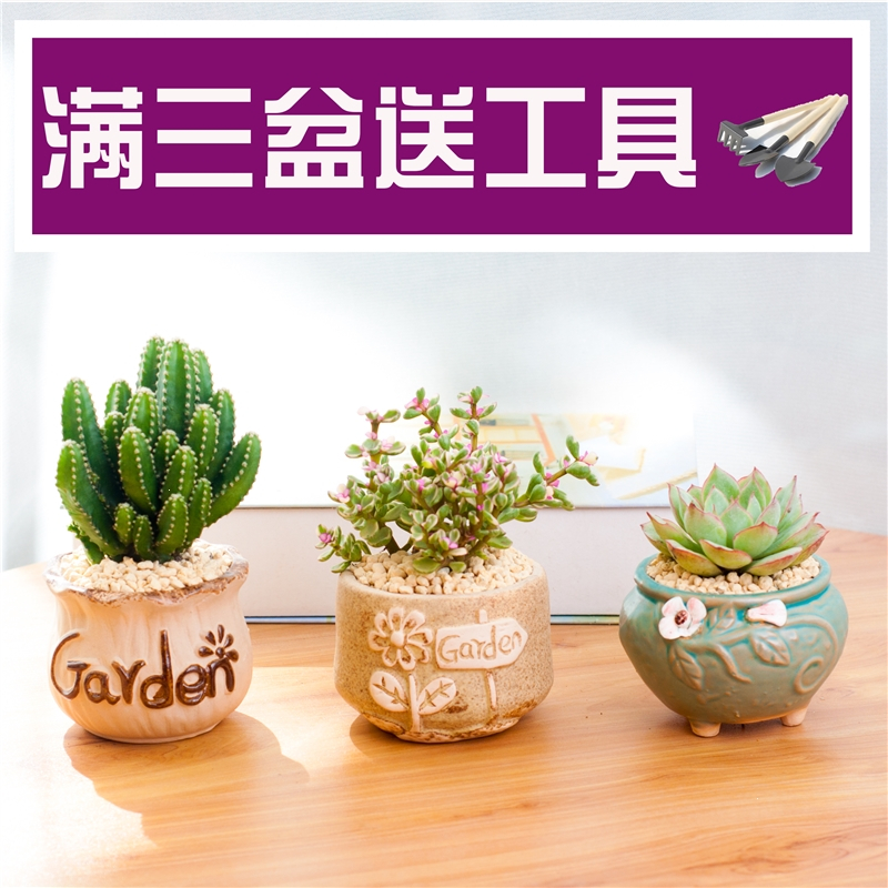 肉肉盆栽室内多肉植物组合玉露花盆土套餐新手绿植花卉
