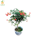 廷豪果 凌霄花 0.5cm /棵