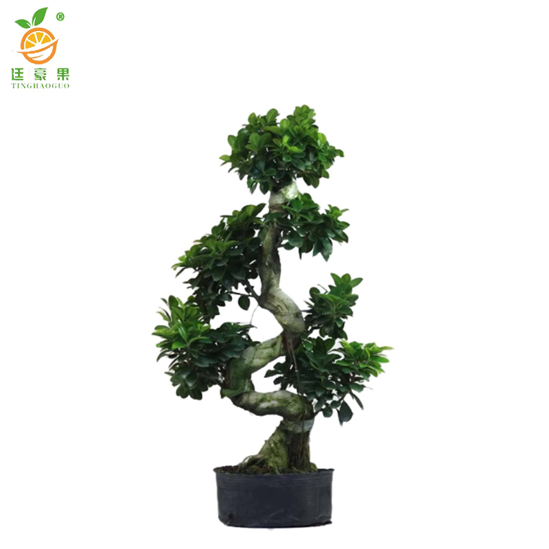 廷豪果 六层榕盆栽 1.5米高 /棵高清大图