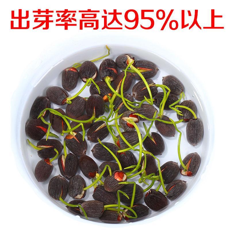 四季播种80粒碗莲种子已开口水培植物睡莲荷花种子盆栽绿植花卉