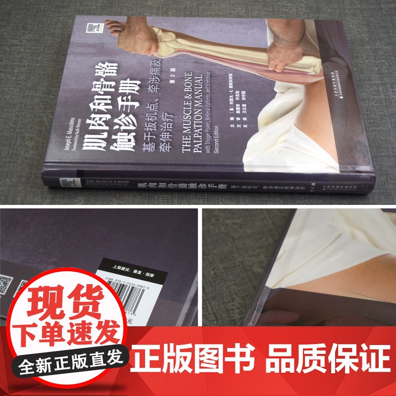 书]肌肉与骨骼触诊手册:基于扳机点、牵涉痛及牵伸治疗(第2版) 肌肉骨骼系统体表解剖触诊 手法治疗物理治疗师高清大图