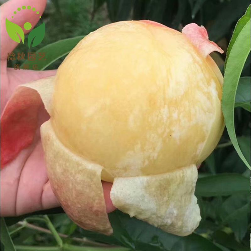 阳山水蜜桃树苗嫁接桃树苗盆栽地栽桃子桃苗南方北方种植庭院阳台果树苗当年结果报价 参数 图片 视频 怎么样 问答 苏宁易购