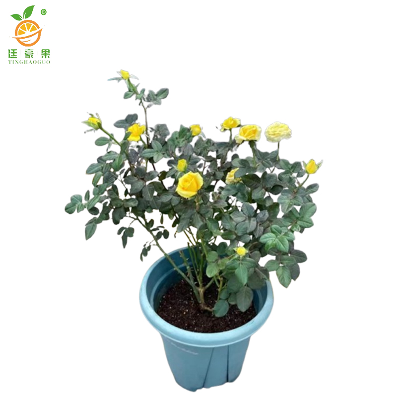 廷豪果 黄菊红 4-6分枝 /盆高清大图