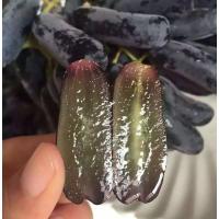 美国金手指无籽黑提葡萄树苗当年结果棉花糖甜蜜蓝宝石南北方种植