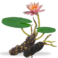 花中岛 大睡莲睡莲根块 水培植物 水生根块 池塘水池睡莲花根茎碗莲睡莲花卉绿植盆栽 粉牡丹