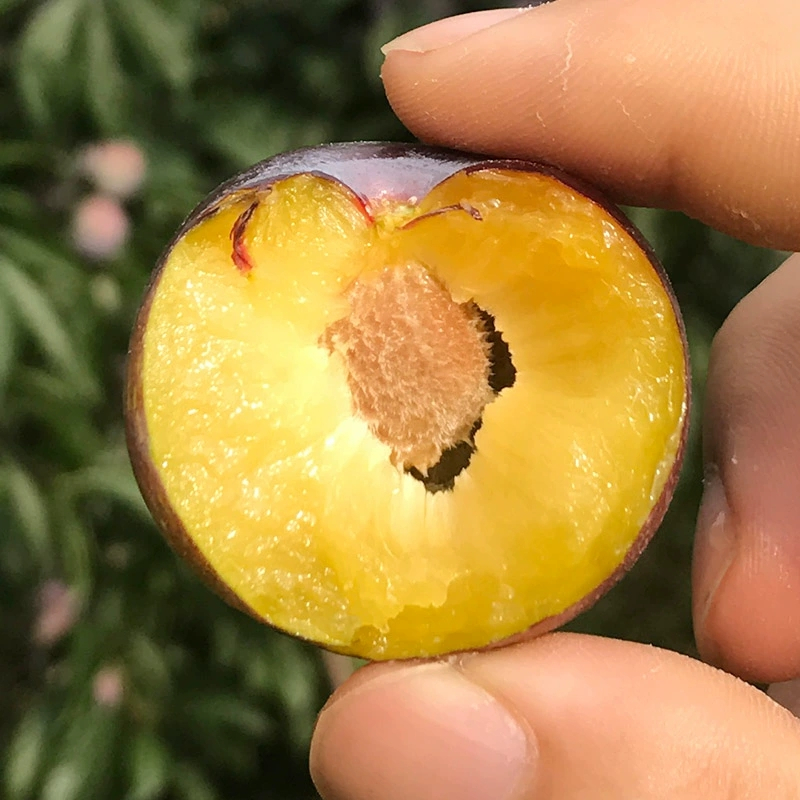 丹雅鲜四川丹棱脆红李子半边红脱骨李新鲜应季带箱5斤装坏果包赔