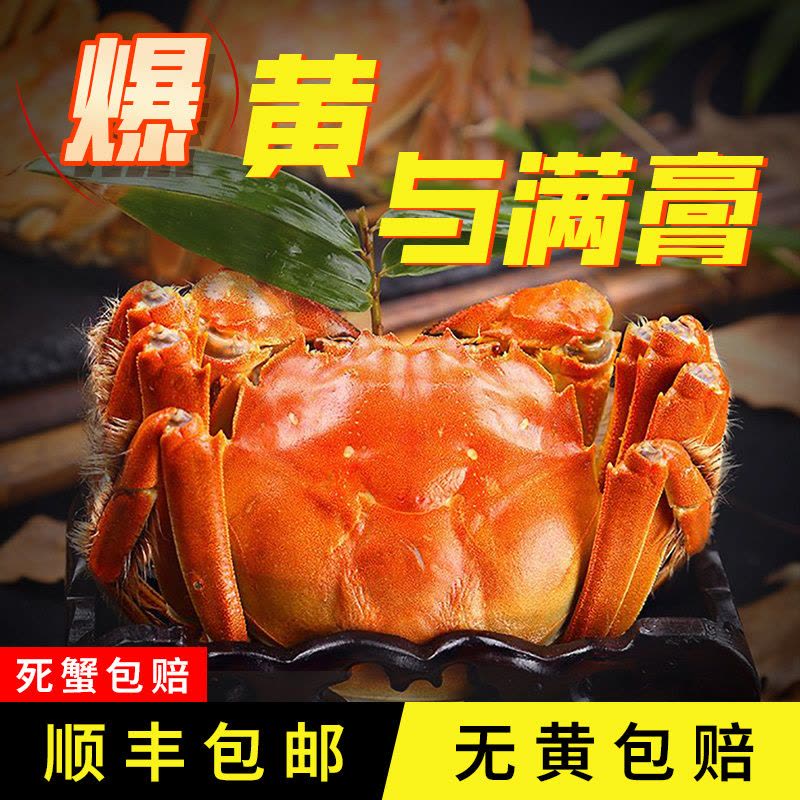 [活蟹]大闸蟹全母3.2两-3.5两 8只中秋礼盒 去绳足重精品活蟹河蟹鲜活苏州直发图片