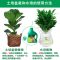 植物营养液通用型花草盆栽家用水培花卉绿萝养花肥料室内绿植花肥