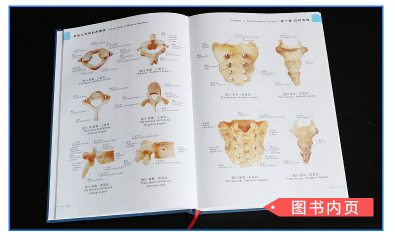 [醉染正版]全彩人体解剖学图谱 第2二版 解剖速记医生用书人体结构彩色书军事医学科学出版社中英文双语对照标识人体解刨学图高清大图