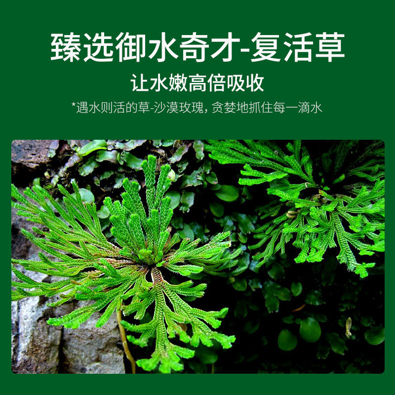 [ 两件5折]胎盘素复活草面膜 补水保湿烟酰胺睡眠面膜快手同款