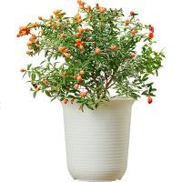 小种四季开花室内耐寒植物花卉办公室盆栽观花盆景绿植