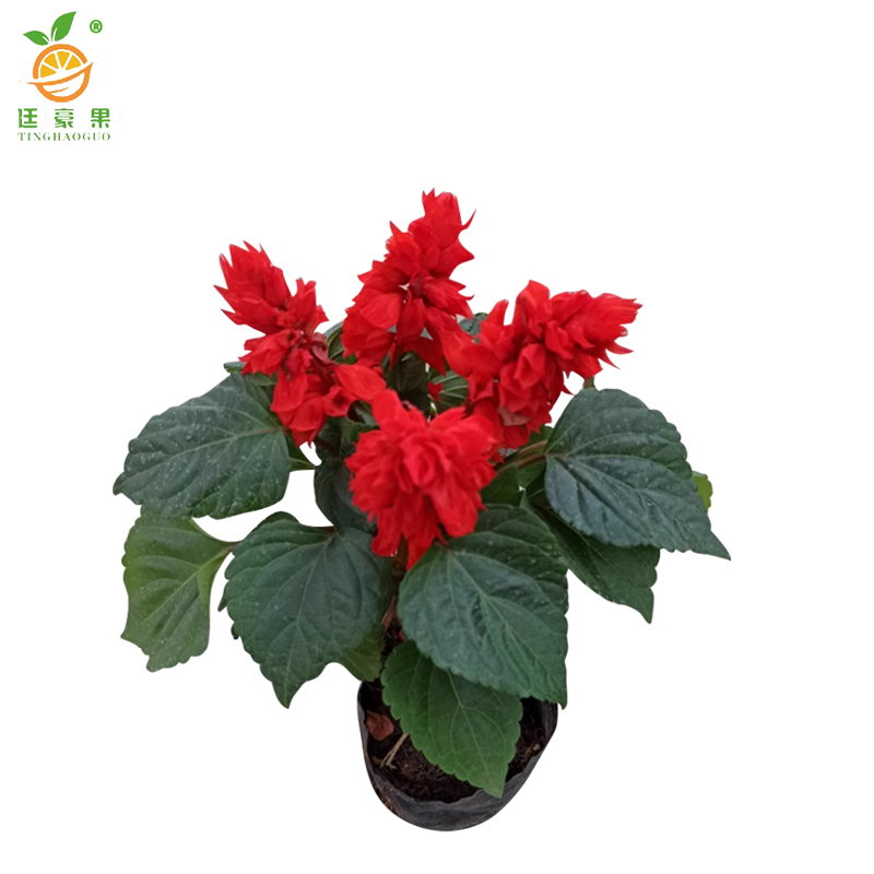 廷豪果 串红 一串红 杯苗 /束高清大图