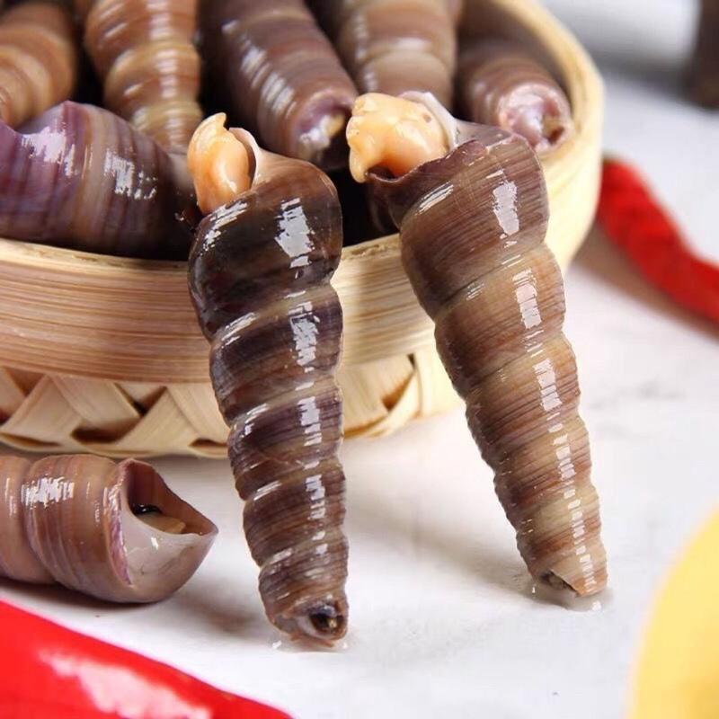 赛卡伊青岛鲜活海捕去尾钉螺海螺丝海鲜水产长尾螺蛳1500g每箱