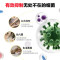 威露士( 健康抑菌洗手液 )倍护滋润525ml (10瓶/组)