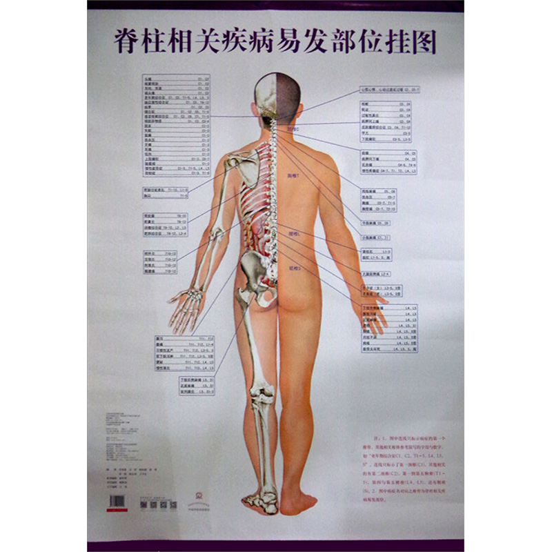 【M】脊柱相关疾病易发部位挂图-9787513224420