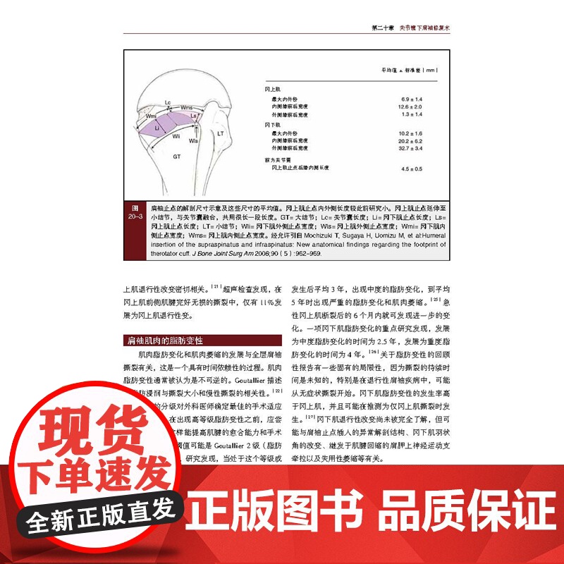 肩部与肘部 美国骨科医师学会骨科知识更新 骨科 创伤骨科 肩肘外科学 肩袖修复 AAOS 北京科学技术高清大图