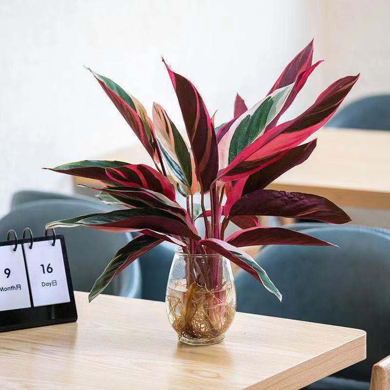 火凤凰凤凰芋水培盆栽凤凰竹芋七彩竹芋孔雀竹芋水培土培好养