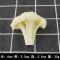 PVC西兰花(白色) 仿真西兰花块 趣味创意立体仿真食物假西兰花片仿真水果蔬菜模型