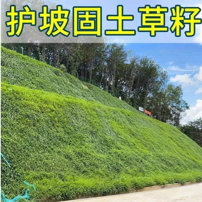 诚智旺 护坡王草籽 包衣/千克高清大图