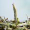 正宗福鼎白茶2022新茶明前特级头采福鼎白毫银针芽春茶叶散装500g