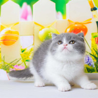 英短蓝白起司猫咪 幼犬 英短蓝白幼猫 纯种英国短毛猫幼崽 小猫咪 宠物级 血统级均有 蓝白