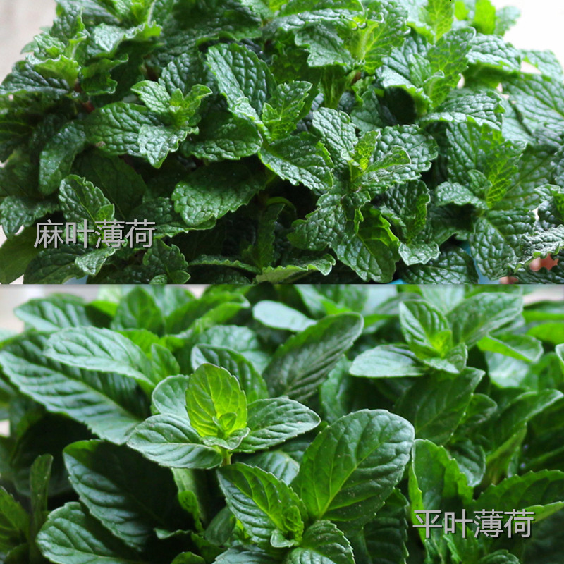 香薄荷食用配料餐厅点缀驱蚊植物带盆栽酒提神柠檬薄荷绿植