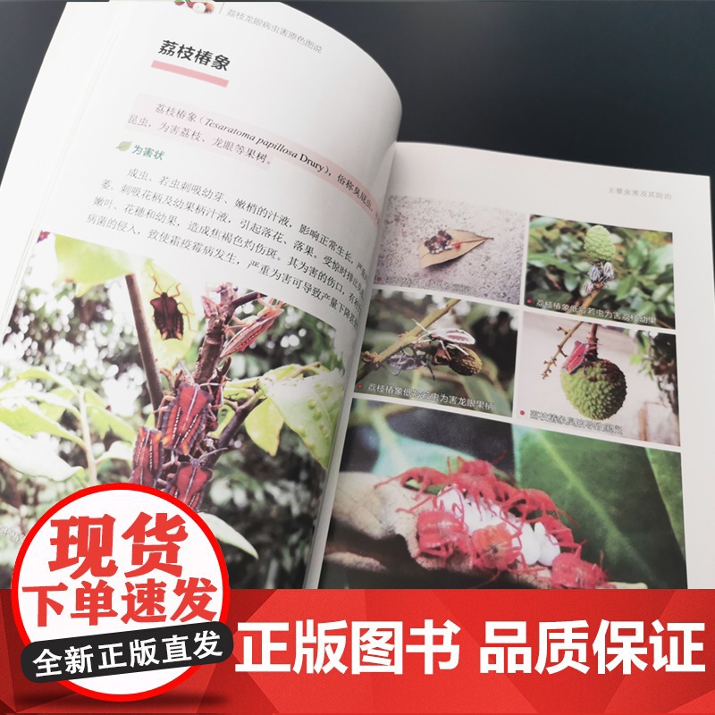 荔枝龙眼病虫害原色图说 荔枝龙眼实用种植技术 荔枝龙眼种植书籍 适合广大果农 农业科技人员和农业院校有关师生高清大图