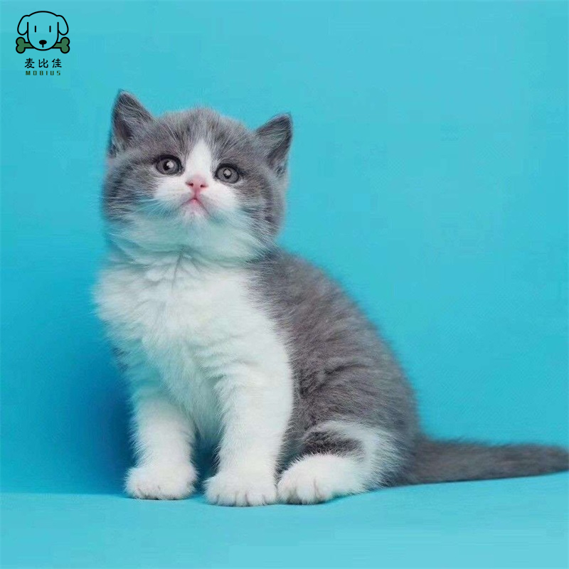 麦比佳 英短蓝白猫咪 曼基康矮脚猫 蓝白矮脚 纯种血统宠物猫咪活体幼崽 英国短毛幼猫健康保障公母有视频选高清大图