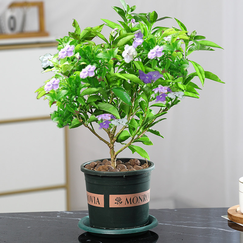 茉莉花苗 报价行情 排行 品牌 参数 怎么样 图片 商家 苏宁易购