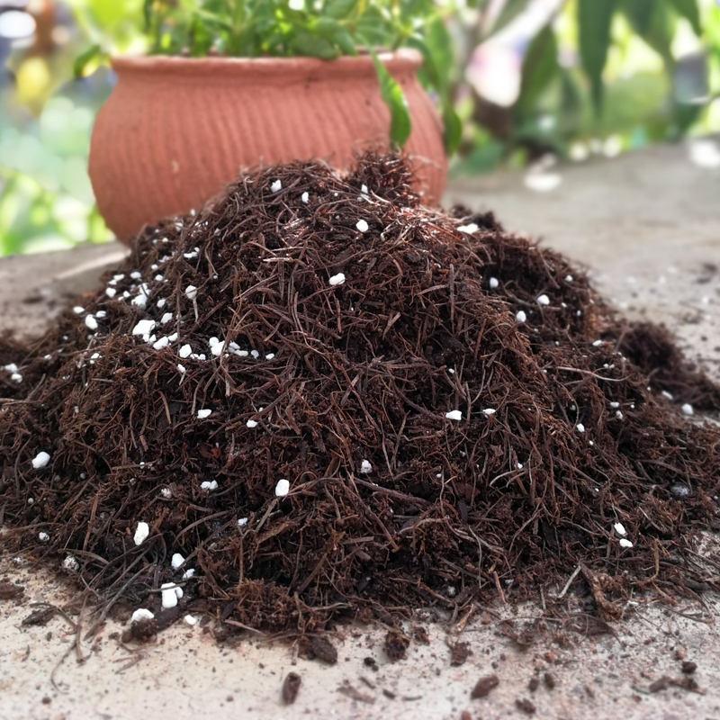 悦芳华君子兰土专用土松针橡叶腐叶土兰花花卉盆栽绿
