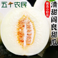 五个农民阎良甜瓜5斤装