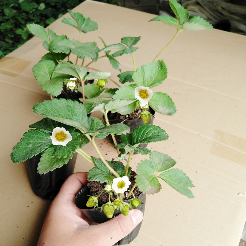 四季草莓苗盆栽带土带果带花当年结果食用红颜牛奶草莓秧阳台带盆参数