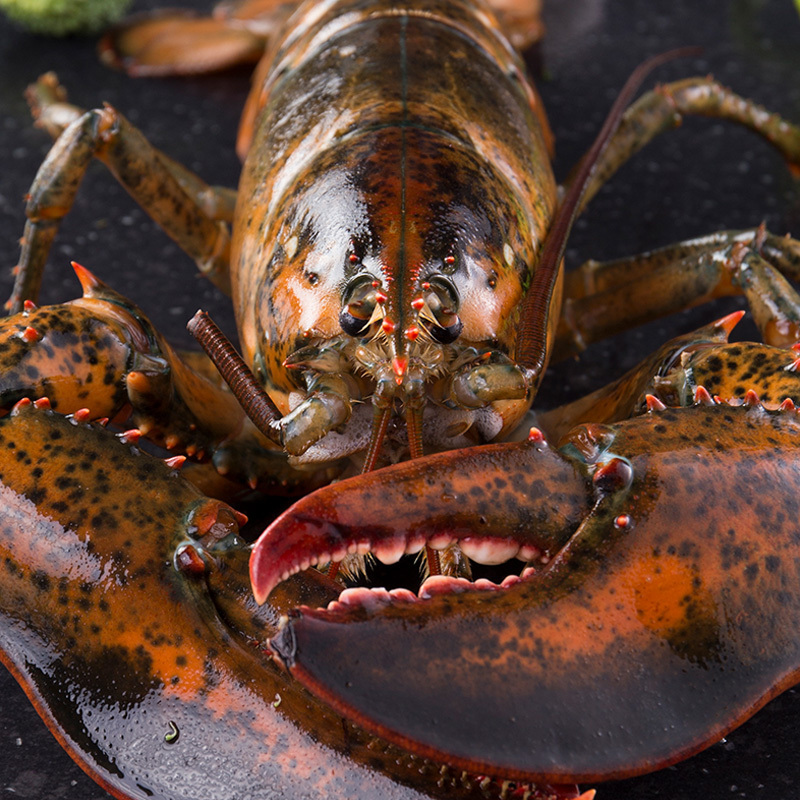 包鲜活发货味库波士顿龙虾鲜活大龙虾特大波龙奥龙海鲜水产龙虾450550