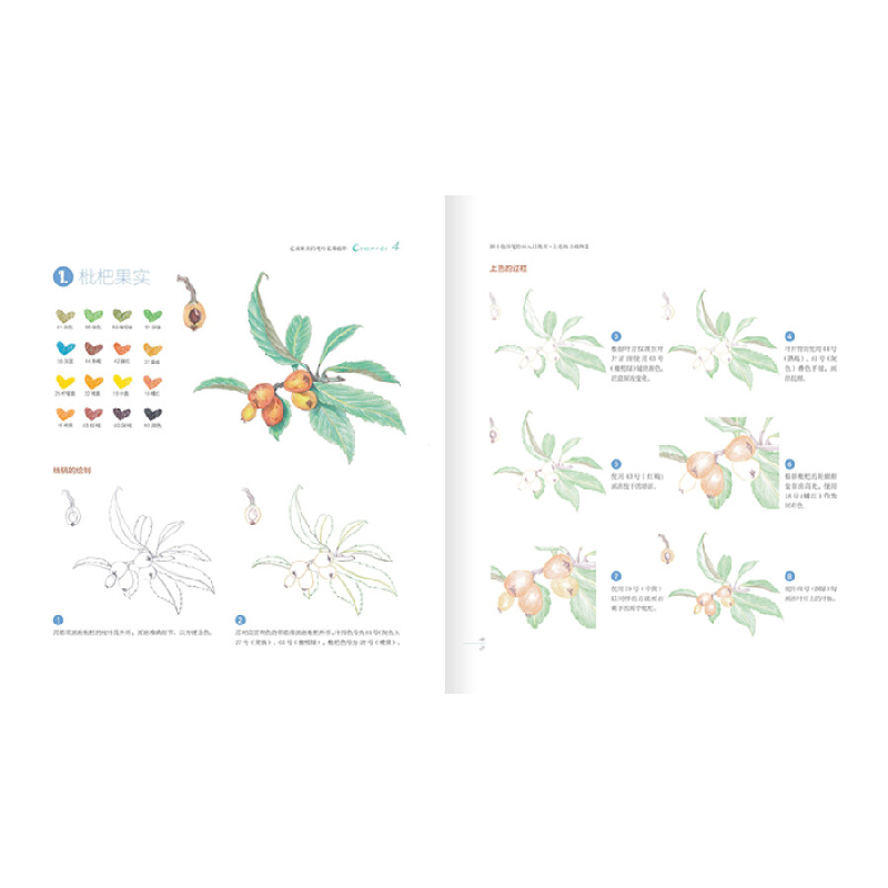 正版新书]新手色铅笔绘画入门 教程+上色练习 植物篇(绘客出品高清大图