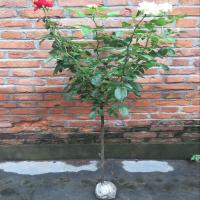 莱州格润 树状树形欧月庭院盆栽绿植花卉高杆大花丰花浓香嫁接双色月季花苗玫瑰树牡丹苗 5公分 1公分粗