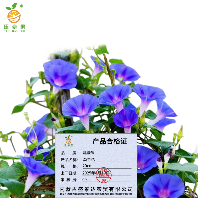 廷豪果 牵牛花 20cm /株高清大图