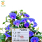 廷豪果 牵牛花 20cm /株