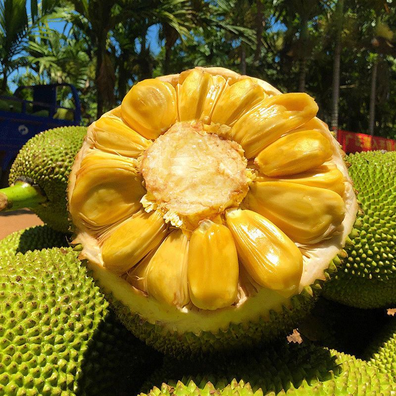 [苏鲜生]海南黄肉菠萝蜜 新鲜水果 香甜可口 1个 净重25-30斤装 热带水果1高清大图