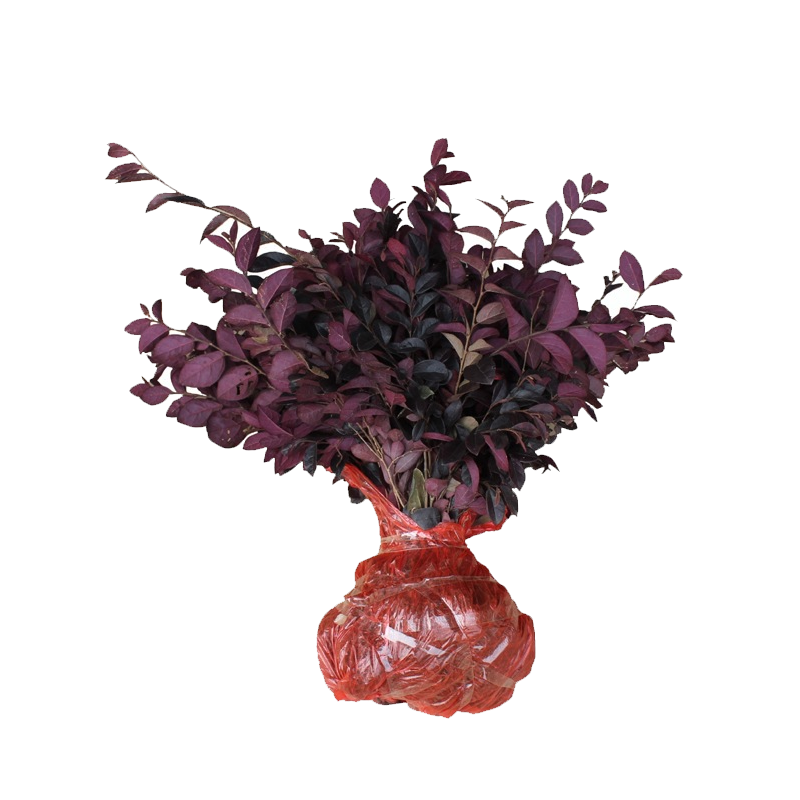 路轶森 红继木 0.8m高清大图