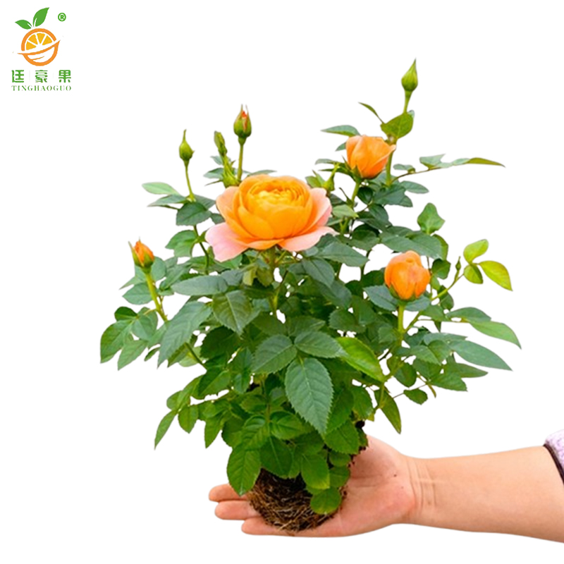 廷豪果 月季盆栽 高30cm /棵高清大图