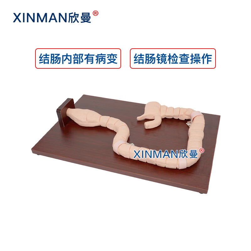 欣曼科教 乙状结肠镜检查操作训练模型 消化内镜练习模型XM-LCJ高清大图
