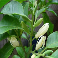 芳香花卉兰树苗 白兰花盆栽 白兰花苗桷兰树苗 浓香绿植茉莉