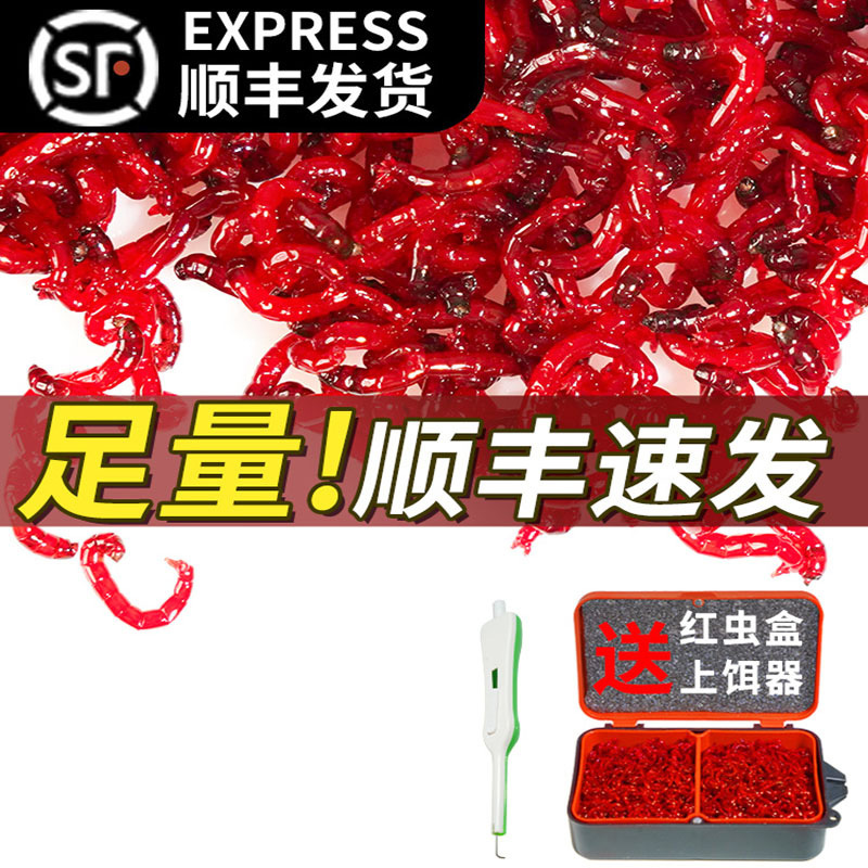 迈高登鱼饵红虫活饵特大号迈高登公虫活体鲜活喂鱼饵拉饵鲫鱼野钓饵料钓鱼蚯蚓鱼食 价格图片品牌报价 苏宁易购鹏道户外用品专营店