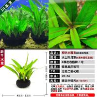 鱼缸水草植物淡水活体水族造景懒人坨草后景水生真草种子草缸增氧 柳叶水蓑衣5厘米圆坨定植-同款- 买3送1买5送2